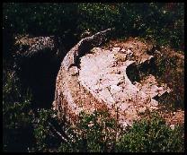 L'aqueduc  la combe Roussire.