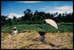 img. Champ de paddy