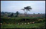 img. Plantation de th Gunung Mas Bogor Java