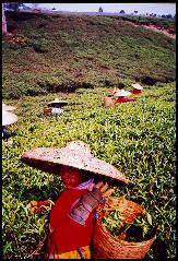 Cueilleuse de th  Gunung Mas