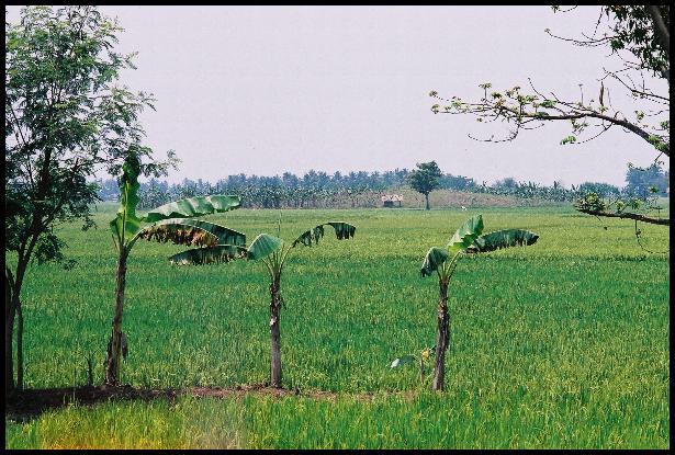 Batujaya. Candi Telagajaya VI