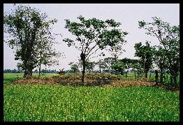 candi Telagajaya V