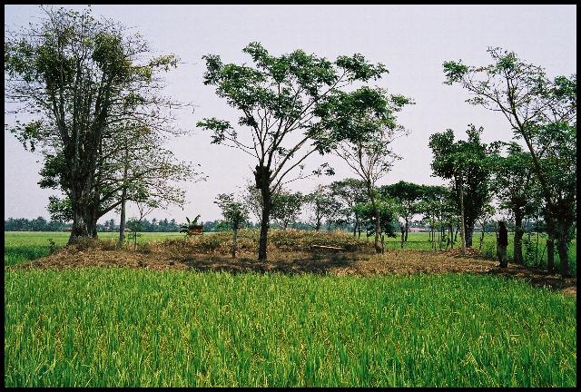 Batujaya. Candi Telagajaya V